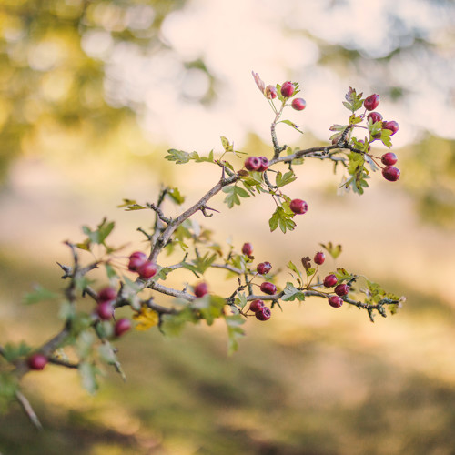 Berries: 