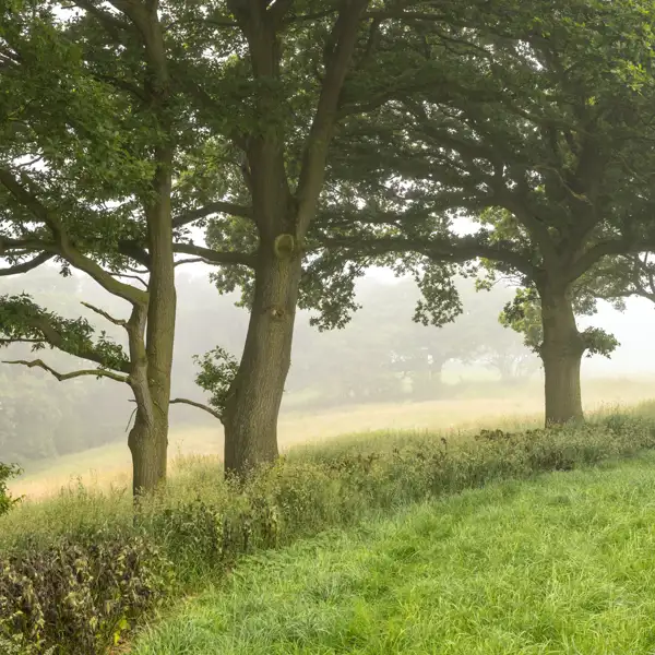 Summer Mists