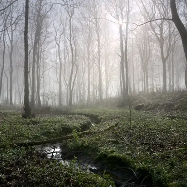 Sunlit dreams ...