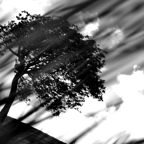 Tree: Tree