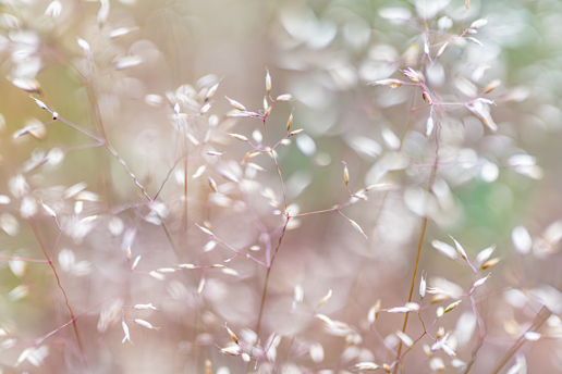 A soft-focused image of delicate grasses in North Yorkshire, with sunlight filtering through. Tiny leaves dance on slender stems, creating a dreamy ambiance of blush and warm white tones that seem to shimmer gently in the light. close up of a plant