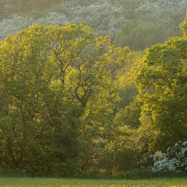 Crimple Valley in May