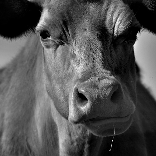 Cow: Cow
