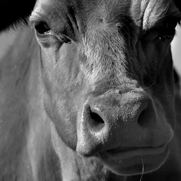 Cow