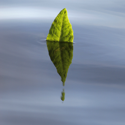 Leaf: Leaf