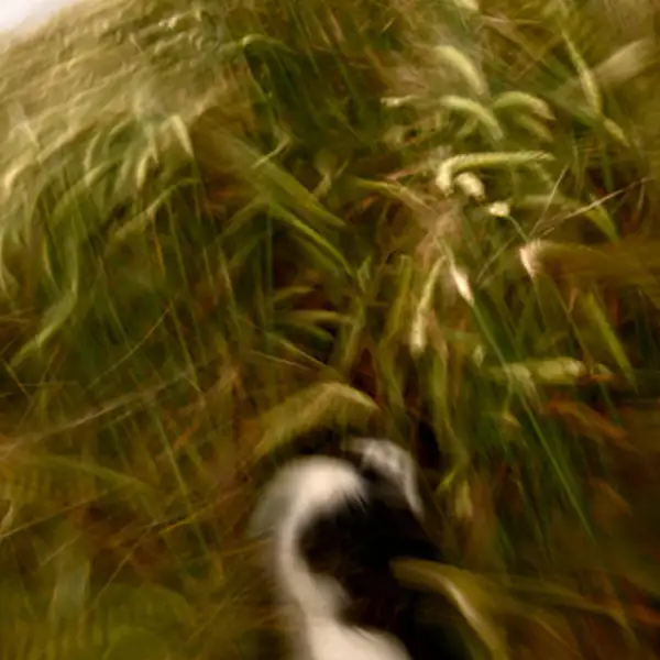 Lyra runs through the corn