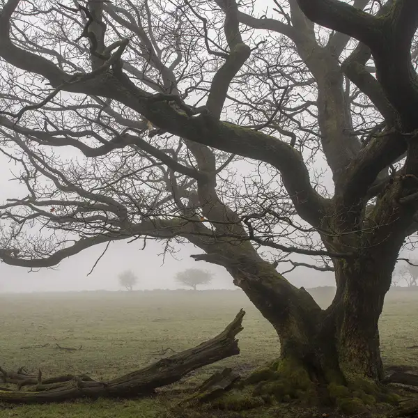 April mists
