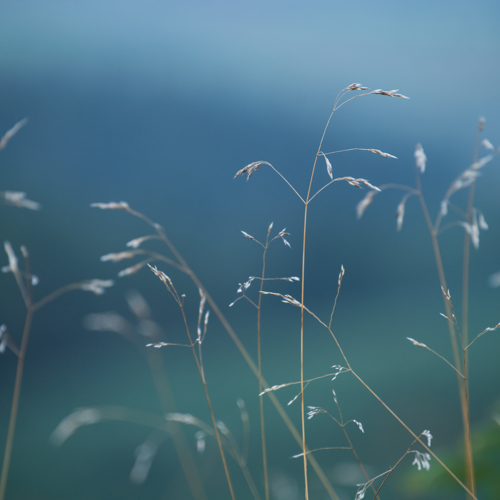Blue: 