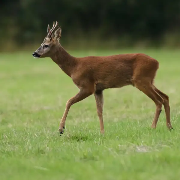 Deer