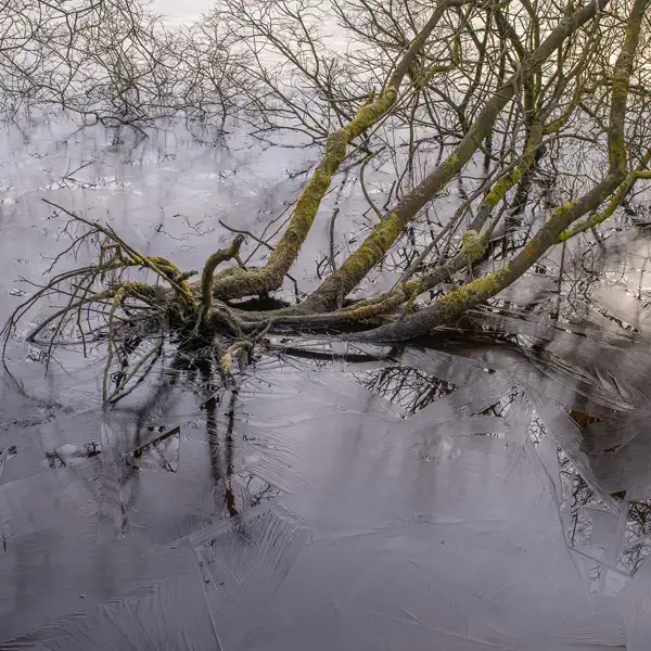 Thruscross ice
