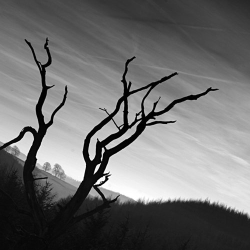 The dead tree: The dead tree