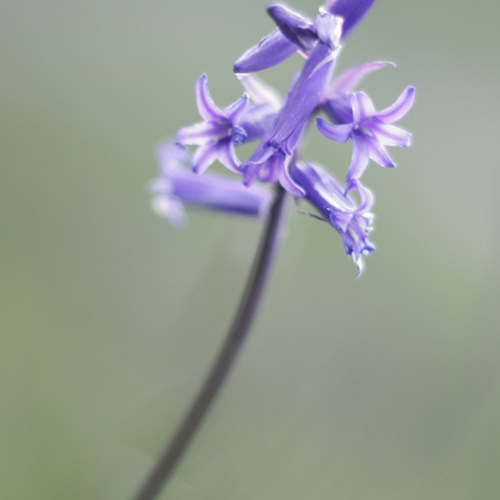 Blue bell in late evening light: Blue bell in late evening light
