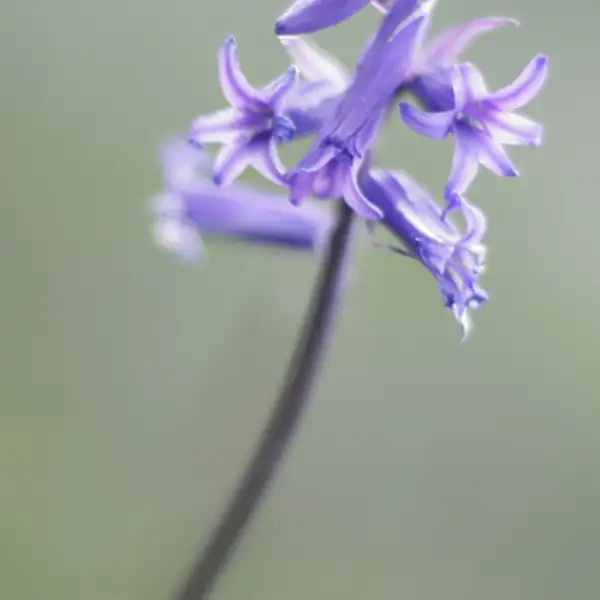 Blue bell in late evening light