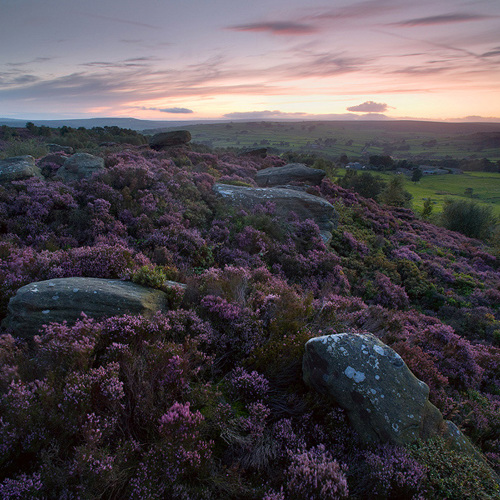 Brimham Moor: Brimham Moor