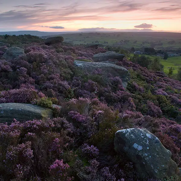 Brimham Moor
