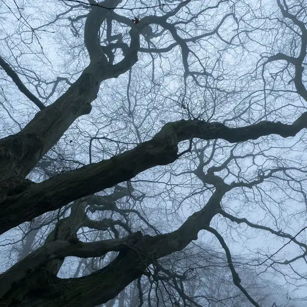 Misty Trees