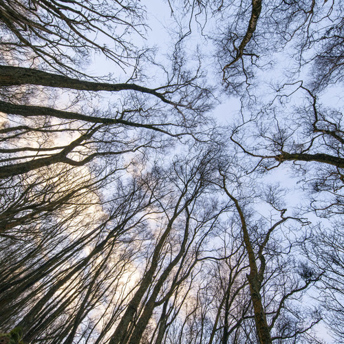 Winter forest: 