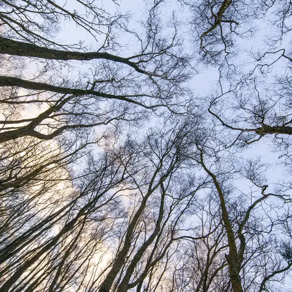 Winter forest