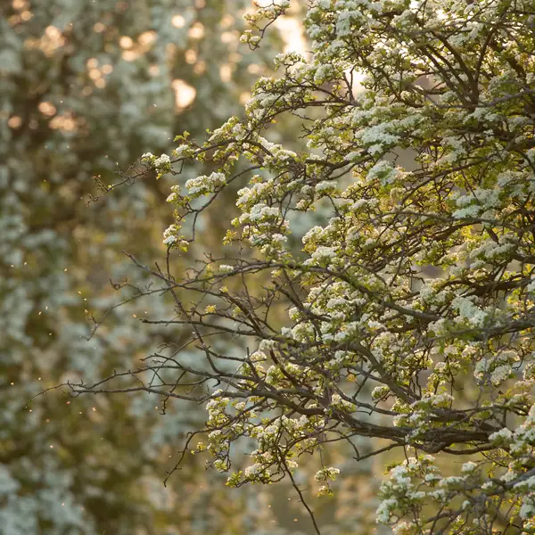 Flowering hawthorns
