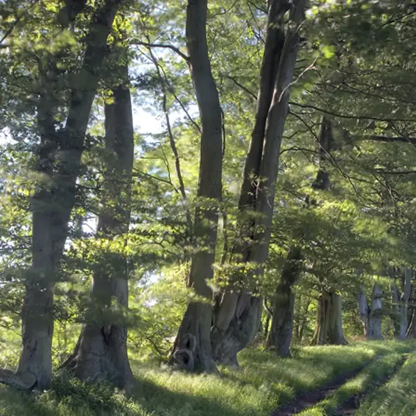 Trees lining the river Washburn, Blubberhouses.