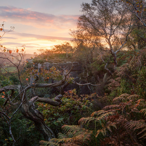 Autumn dawn: 