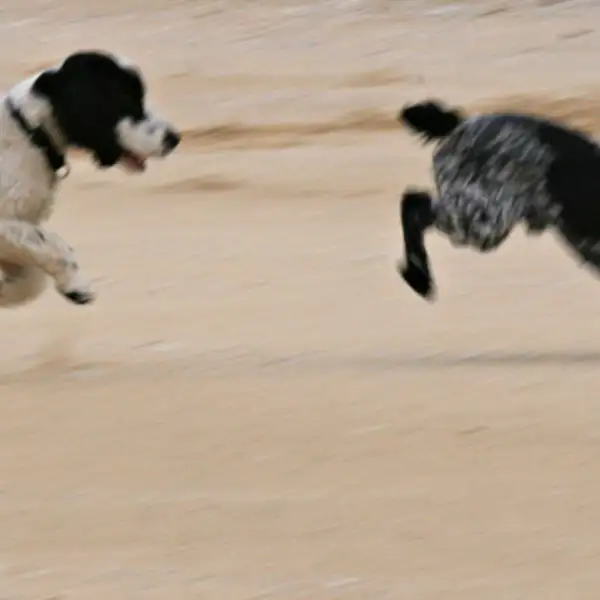 Leo and Lyra, Scarasta Bay