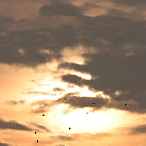 A New Dawn