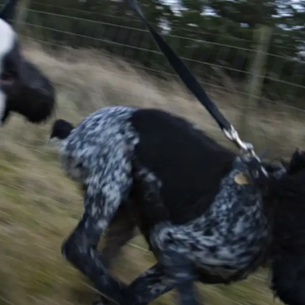 Leo and Lyra, Little Armscliffe