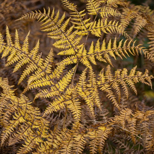 Crimple Valley Autumn Walk: 