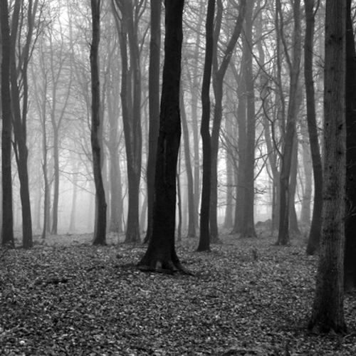 The woods (1): The woods