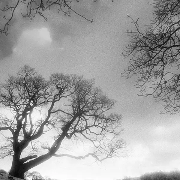 Tree near Blubberhouses