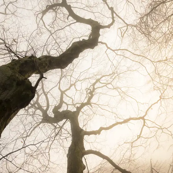 Sunlight through mist