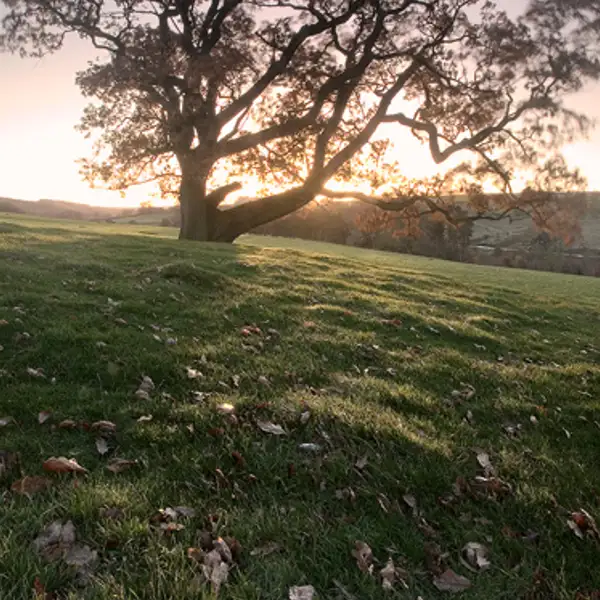 Dawn, near Blubberhouses