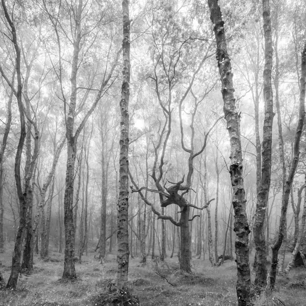 Watcher in the woods