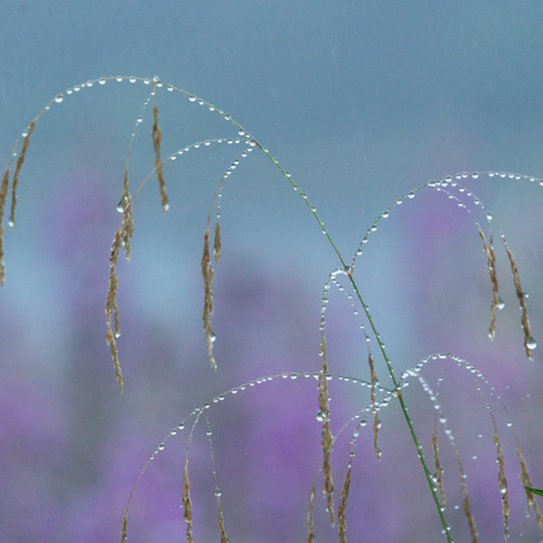 21st July 2022: Delicate grasses bejewelled with raindrops. Amidst a soft-focus backdrop of gentle purple wildflowers, the slender grass blades arc gracefully, each tiny droplet glistening like a string of pearls in the muted light. The overall impression is one of tranquil beauty, as if nature has adorned itself with a sprinkling of liquid diamonds.