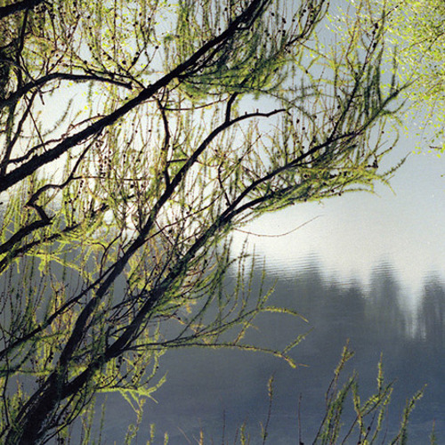 Backlit Branches: Backlit Branches