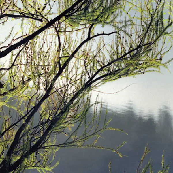 Backlit Branches