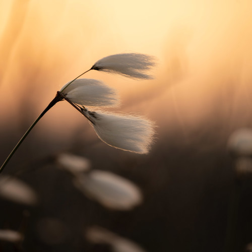 Cotton grass: 