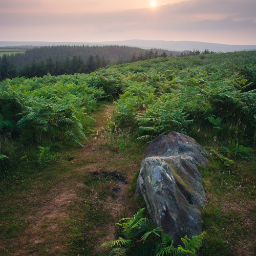 Evening stroll: 
