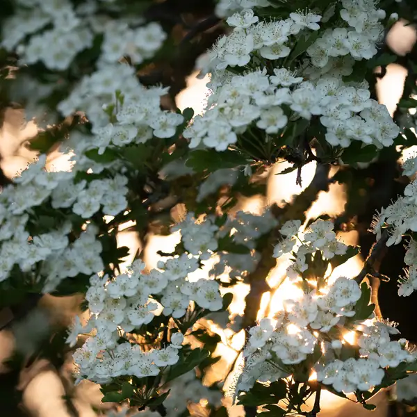 Flowering hawthorns