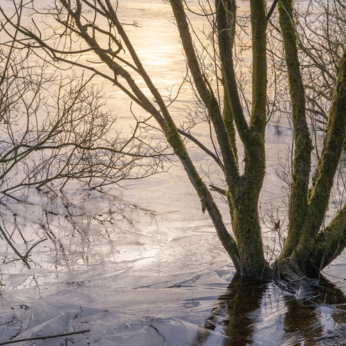Thruscross ice: 