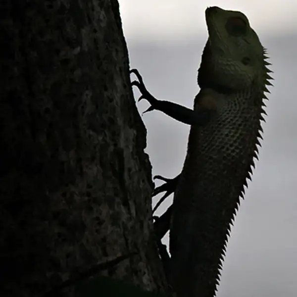 Lizard (1)