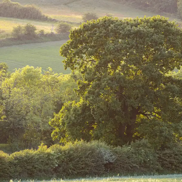 Crimple Valley