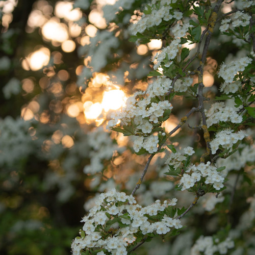 Flowering hawthorns: 