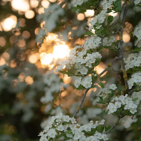 Flowering hawthorns