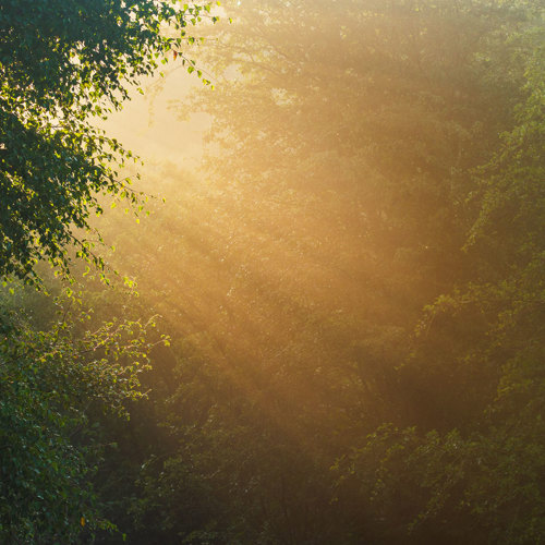 Fewston early morning mists: 