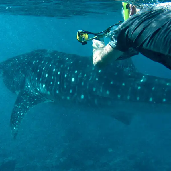 Whale Shark