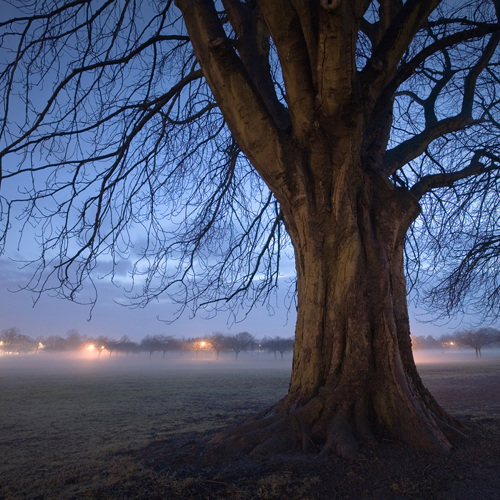 The Stray, Harrogate: The Stray, Harrogate