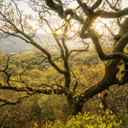 Early May Leaves: 