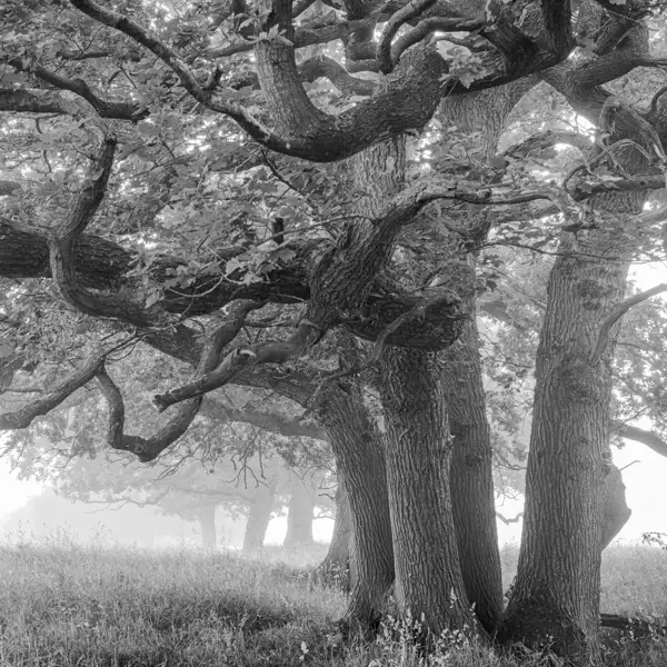 Summer Mists